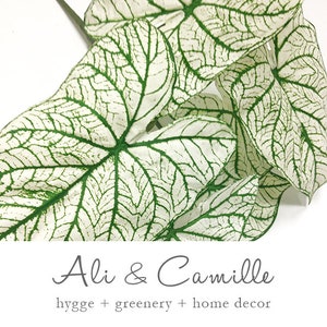 May include: Close-up of white and green Caladium leaves. The leaves have a prominent veined pattern in green against a white background. The image includes the text "Ali & Camille" and the words "hygge + greenery + home decor".