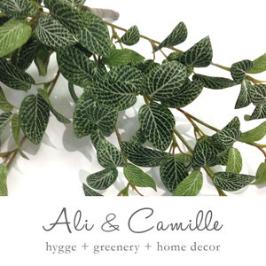 May include: A close-up of a green leafy plant with white veins. The plant is a popular choice for home decor and adds a touch of nature to any space.