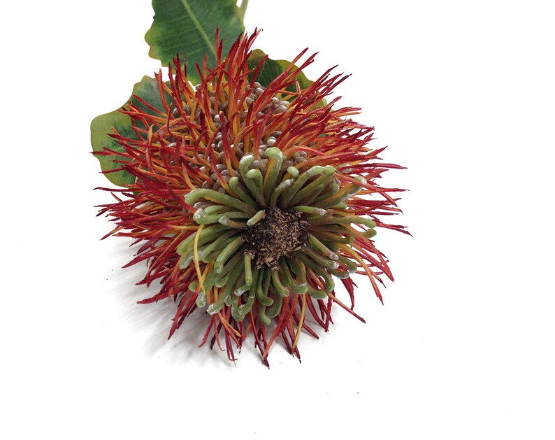 Pincushion protea 4 colors faux pink mauve protea Etsy