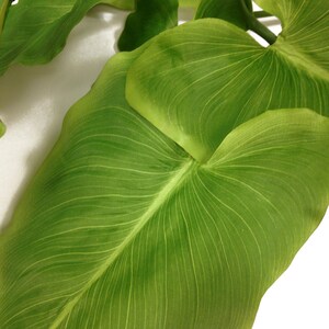 May include: Close-up of several large, vibrant green leaves with prominent veining. The leaves have a smooth texture and a slightly wavy edge. The background is a plain white, highlighting the natural details of the foliage. The image suggests a botanical or plant-themed product.
