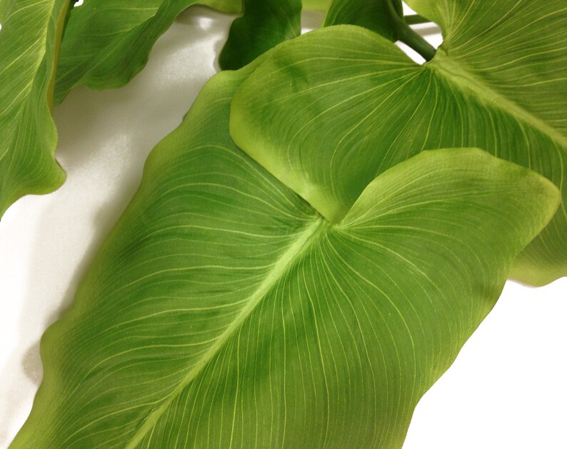 May include: Close-up of several large, vibrant green leaves with prominent veining. The leaves have a smooth texture and a slightly wavy edge. The background is a plain white, highlighting the natural details of the foliage. The image suggests a botanical or plant-themed product.