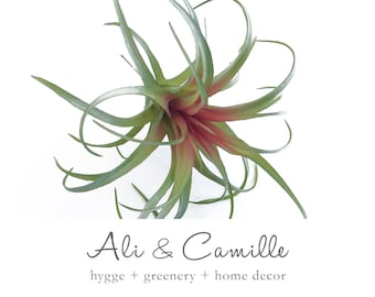 Air plant, Tillandias, green with reddish pink center and artificial too. It is 6&quot; around and 6&quot; tall with a wire stem and looks real.