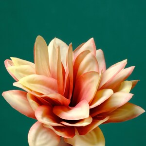 Puede incluir: Una flor grande, delicada, de color melocot&oacute;n con muchos p&eacute;talos. La flor est&aacute; hecha de tela y tiene una textura suave y en capas.