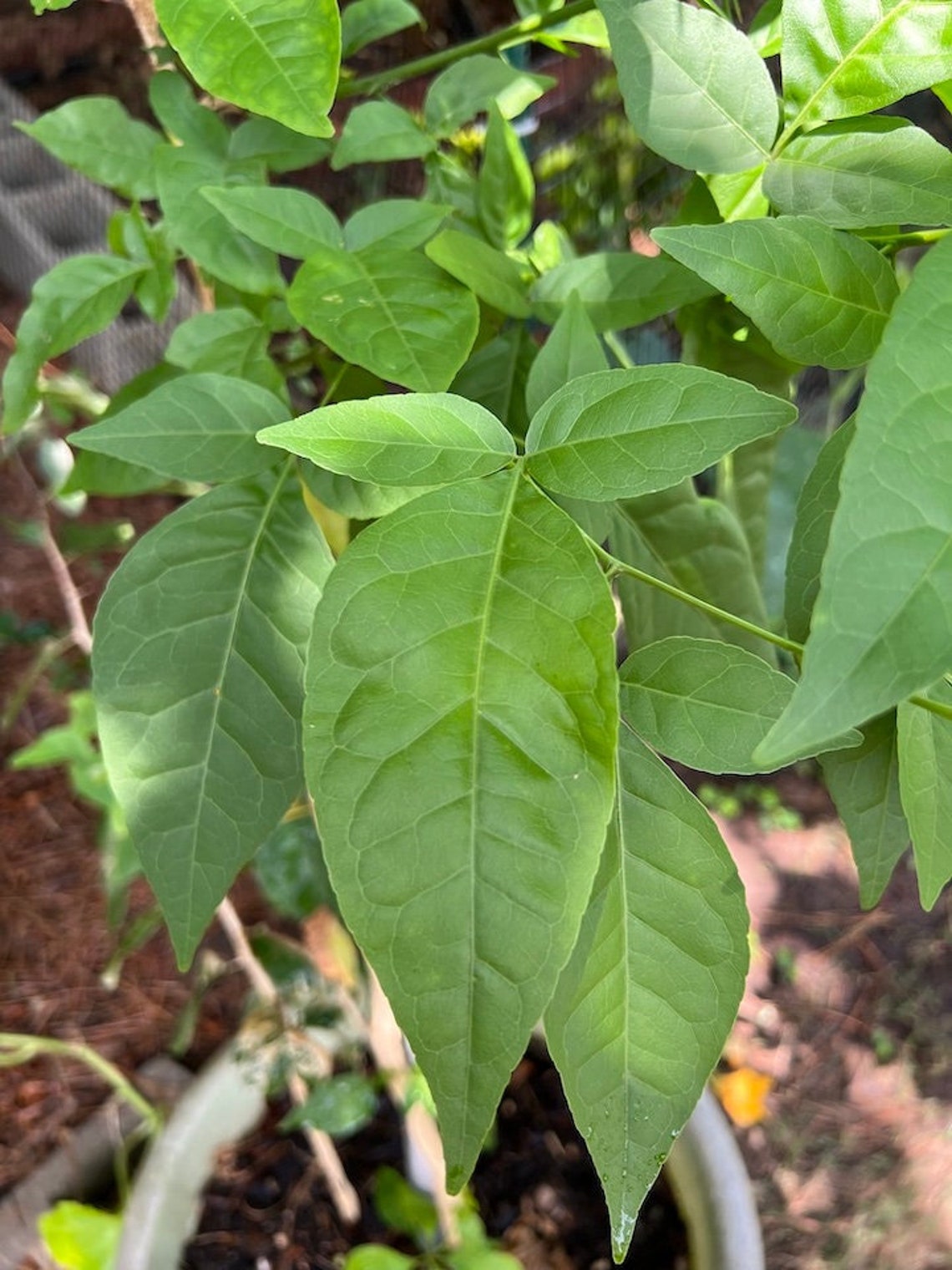 Custom 5 to 15 Fresh Bilva Patra Leaves Only Aegle Marmelos Correa or