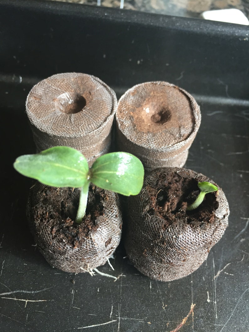 5 to 20 Peat pellets 43mm for starting your seeds or seed