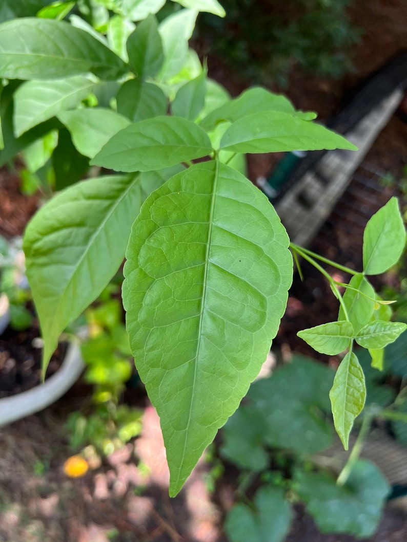 Custom 5 to 15 Fresh Bilva Patra Leaves Only Aegle Marmelos Correa or