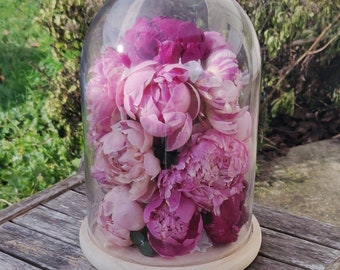 Freeze-dried eternal peony bell natural flowers original decoration - Size XL