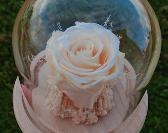 Cloche d'une rose éternelle stabilisée, fleur naturelle décoration originale chic, nature, élégante et raffinée - Taille S