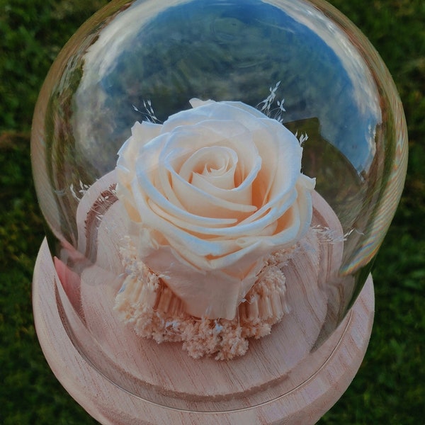 Bell of a preserved eternal rose, natural flower original chic decoration, nature, elegant and refined - Size S