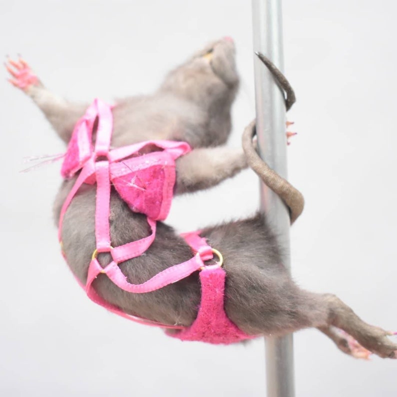 Made to order PERSONALISED Taxidermy Pole dancing rat Dancer image 1