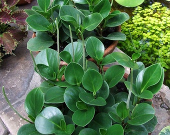 Peperomia Obtusifolia