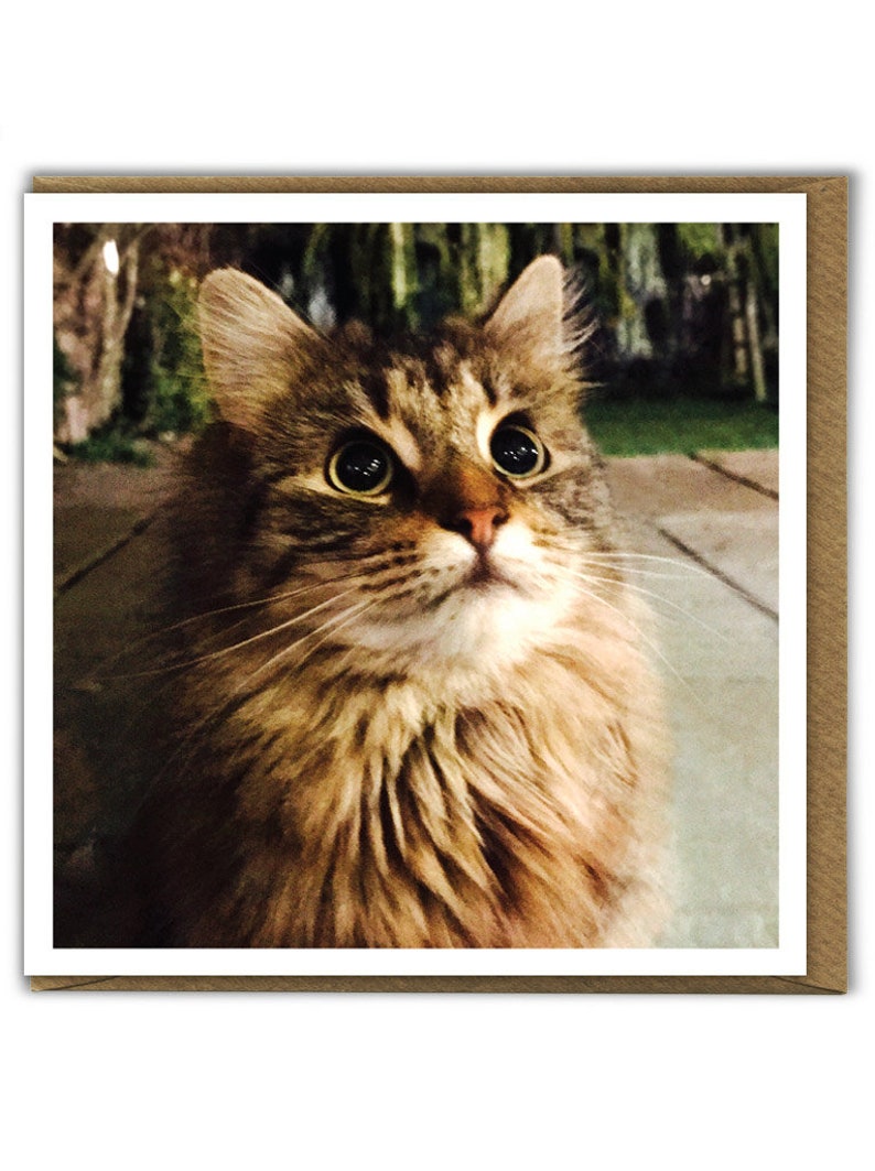 Susse Flauschige Gesicht Katze Karte Fur Ihn Ihr Katzchen Etsy