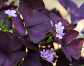 20 Oxalis Triangularis Bulbs (Purple Shamrock) FREE Shipping