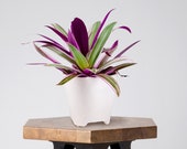 Rhoeo tricolor in a White Ceramic Pot