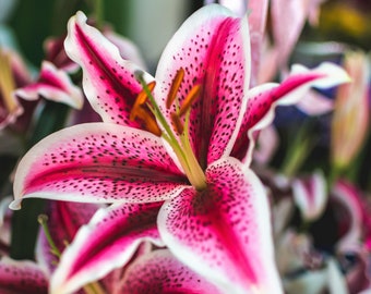 3 Lilium - Oriental Lily Stargazer Flower Bulbs from Easy to Grow