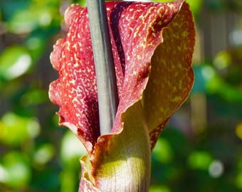 Voodoo Lily Sauromatum Venosum 1 Flower Bulb - Rare Tropical, from Easy to Grow