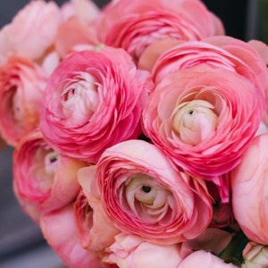 10 Ranunculus asiaticus Tecolote 'Pink' Persian Buttercup Flower Bulbs from Easy to Grow image 1