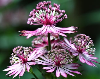 Astrantia Abbey Road 1 Root - Summer Purple Blooms in Partial Sun Woodland Gardens, from Easy to Grow