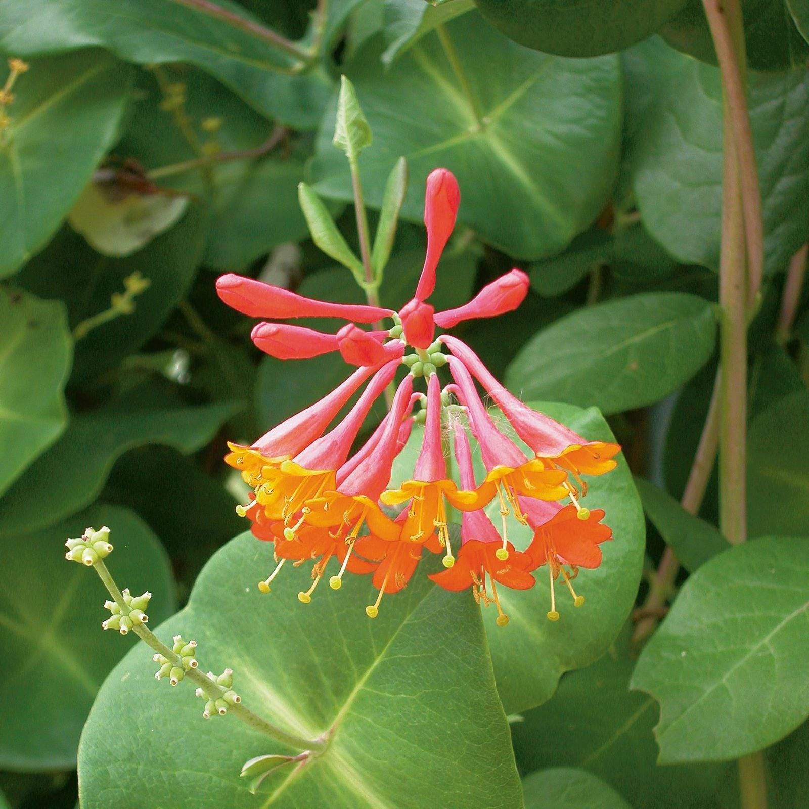 Honeysuckle Dropmore Scarlet 2 Pack Potted Vine Plants from Easy to Grow