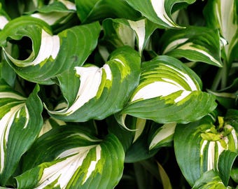 Hosta Mediovariegata 3 Roots - Summer Flowers Bloom in Shade, Variegated Foliage, from Easy to Grow
