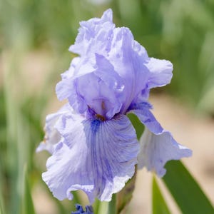 Bearded Iris Rio Vista Plant Bulbs - Lavender Purple Flowers in Spring & Fall, Easy to Grow