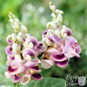 May include: Close-up of two clusters of flowers with a unique, swirling petal design. The petals are a mix of light pink, purple, and white, with a gradient effect. The image includes the text "Easy to Grow".