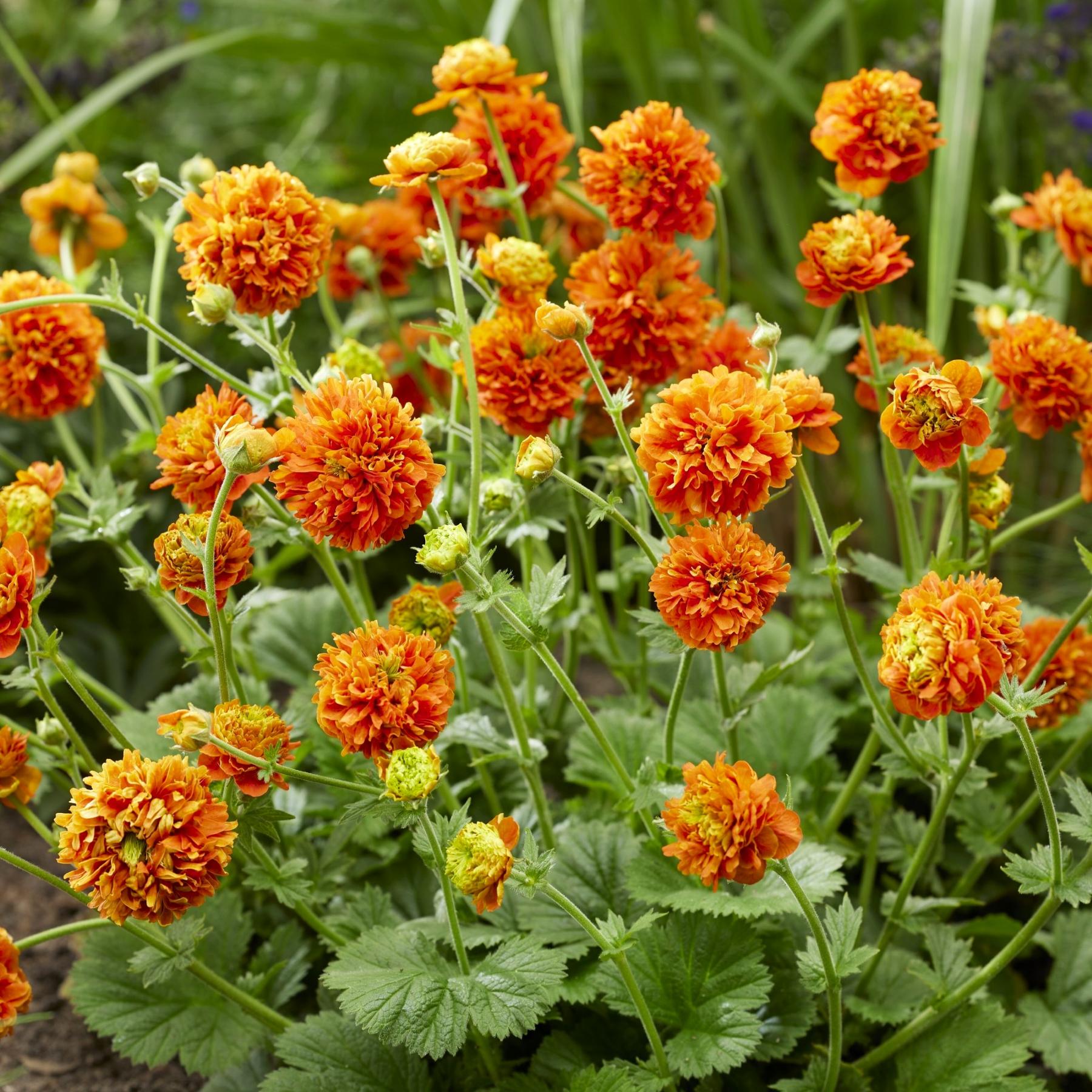 Geum Pumpkin Orange 2 Pack Potted Plants from Easy to Grow - Avens Orange Spring Summer Blooms