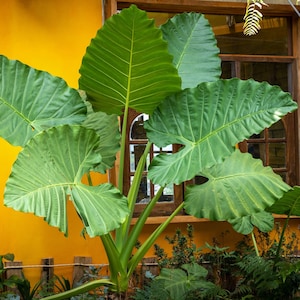 1 Alocasia - Giant Upright Flower Bulb from Easy to Grow