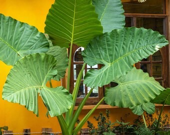 1 Alocasia - Giant Upright Flower Bulb from Easy to Grow