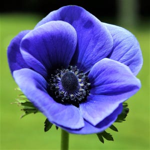 Anemone Blue Poppy 20 Flower Bulbs, Full Sun Outdoor Zones 7-10