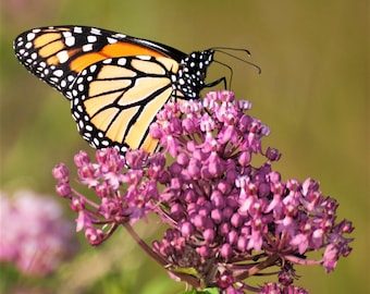 Asclepias Soulmate Swamp Milkweed 1 Root - Flores rosadas de verano para monarcas, de fácil cultivo