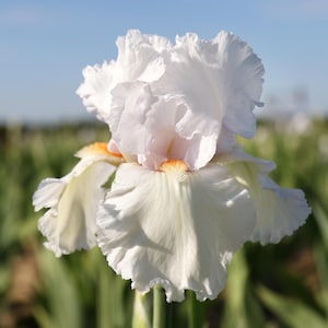 Bearded Iris Eternal Bliss - Plant Bulbs from Easy to Grow, White to Light Lavender Flowers in Spring & Fall