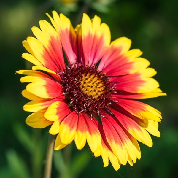 3 Pack Gaillardia - Arizona Sun Potted Plant from Easy to Grow