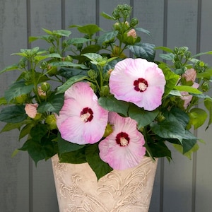 Hibiscus Honeymoon Light Rose 1 Potted Plant - Rooted in a Quart Pot, Summer Tropical Blooms, Easy to Grow