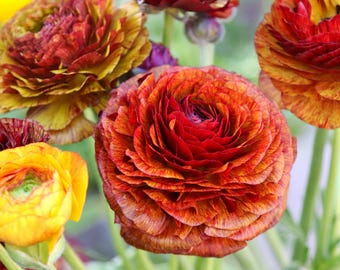 Ranunculus Buttercup Café 10 Flower Bulbs - Spring Multicolor Blooms in Temperate Sun, from Easy to Grow