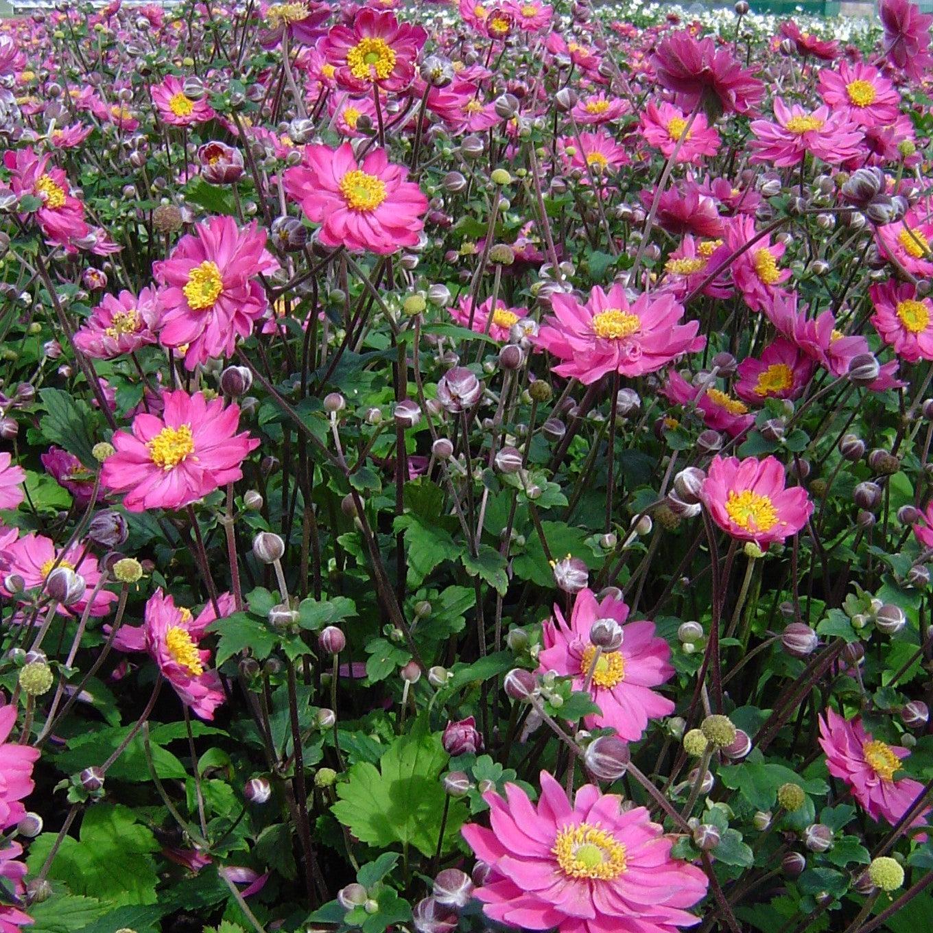 Japanese Anemone Pamina Plant Bareroot from Easy to Grow, Summer Blooms Partial Sun