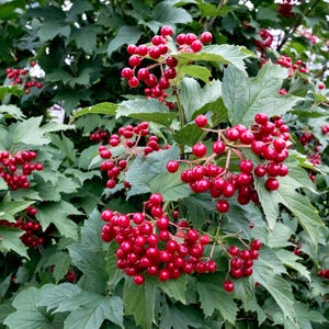 Bailey Compact Cranberry Bush 1 Potted Plant - Rooted in a Quart Pot, Low-Maintenance Shrub, Easy to Grow