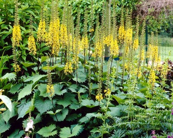 1 Ligularia - The Rocket Bareroot/Division from Easy to Grow