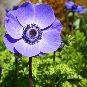 Italian Anemone Mistral Plus Blu 10 Flower Bulbs, Spring Blooms in Sun Zones 8-10, from Easy to Grow