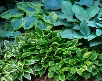 10 Hosta - Bumper Crop Mix Bareroots/Divisions from Easy to Grow