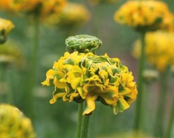 3 Italian Ranunculus - Cloni Pon Pon Merlino Flower Bulbs from Easy to Grow