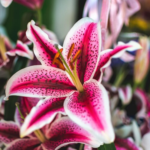 3 Lilium Asiatic Tango Lily Lionheart Flower Bulbs From Easy Etsy