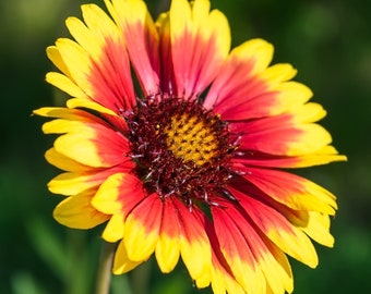 3 Pack Gaillardia - Arizona Sun Potted Plant from Easy to Grow