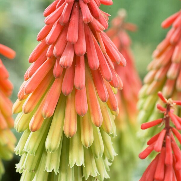 1 Kniphofia - Traffic Lights Bareroot/Division from Easy to Grow