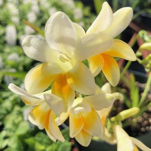 Freesia Heirloom Antique Alba 15 Bulbs - Fragrant Flowers Bloom in Spring Full Sun, from Easy to Grow