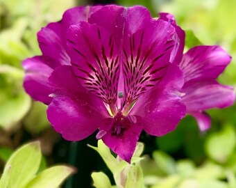 3 Pack Alstroemeria - Tamara Potted Plant from Easy to Grow