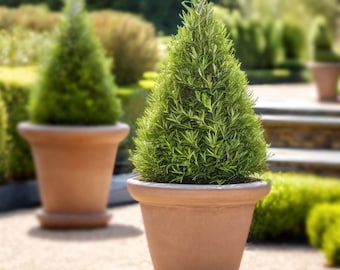 Clearance 1 Rosemary - Topiary 1 Pack Potted Plant from Easy to Grow