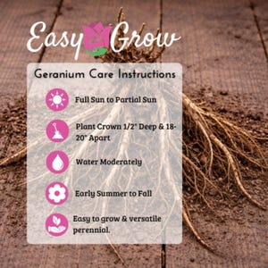 Hardy Geranium Tapestry Mix 6 Roots - Summer Colorful Flowers in Sun, from Easy to Grow (Perennial Cranesbill) image 9