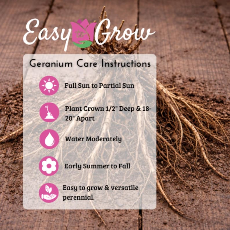 Hardy Geranium Tapestry Mix 6 Roots - Summer Colorful Flowers in Sun, from Easy to Grow (Perennial Cranesbill) image 9