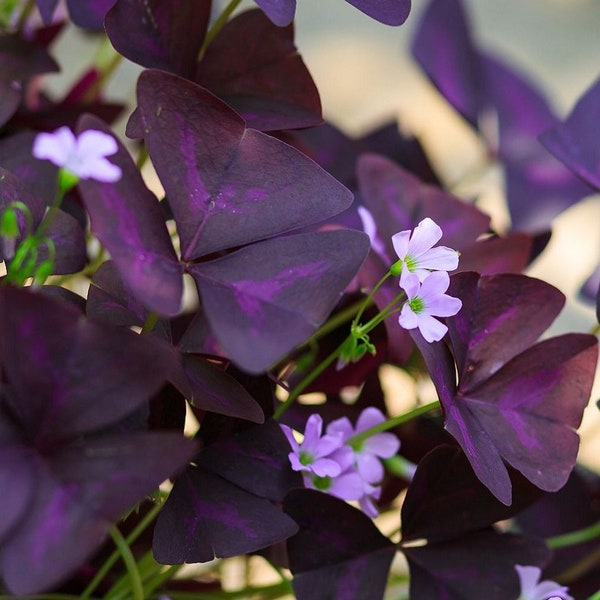 20 Oxalis - Triangularis Purple Shamrocks Flower Bulbs from Easy to Grow
